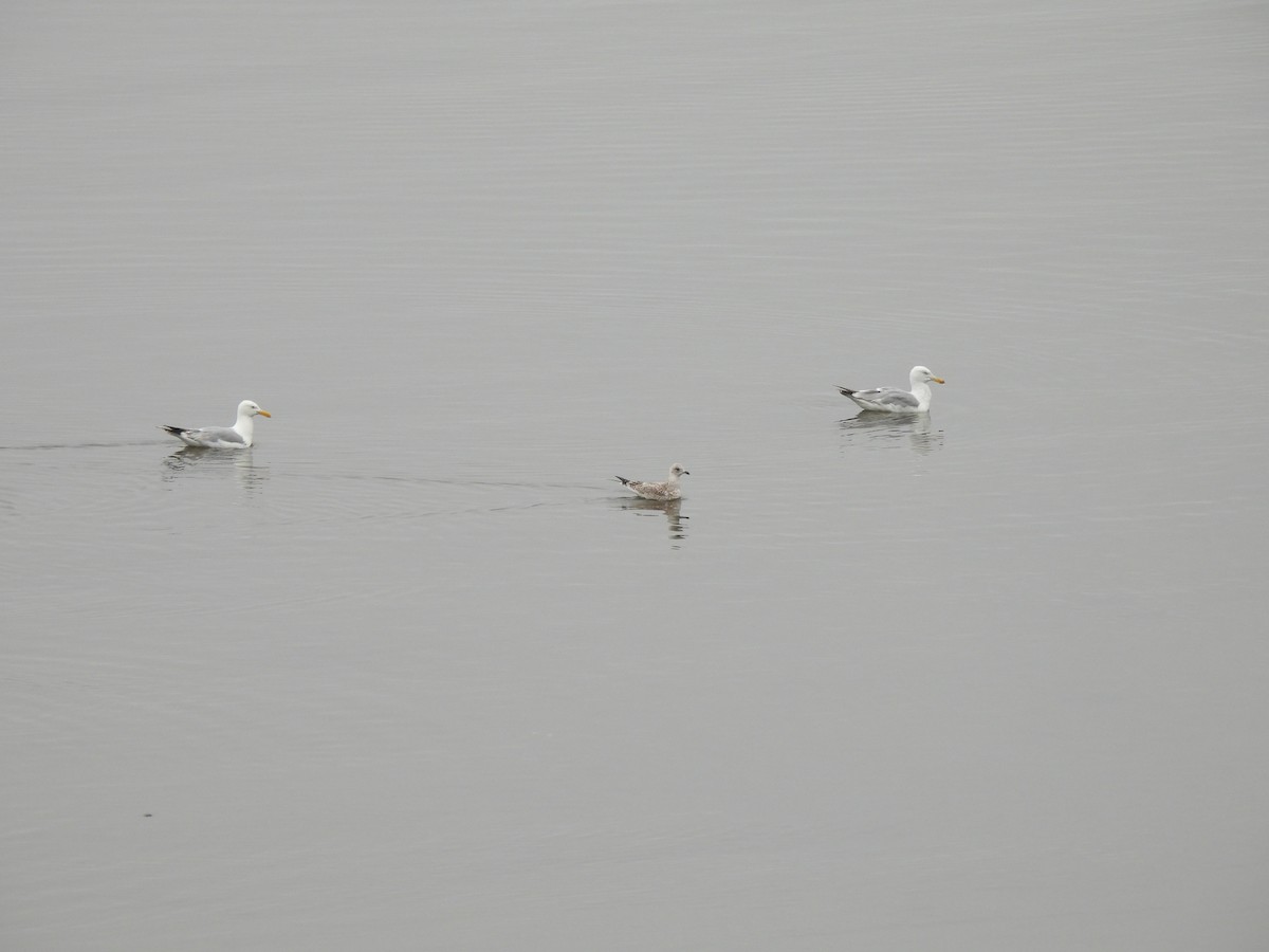 Ring-billed Gull - ML640892601