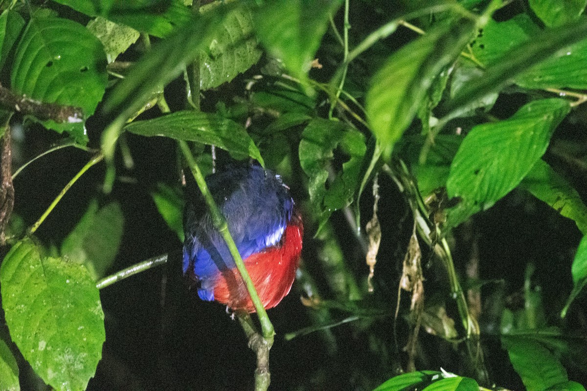 Black-crowned Pitta - ML640892639