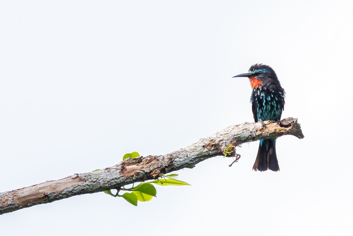 Black Bee-eater - ML640892737