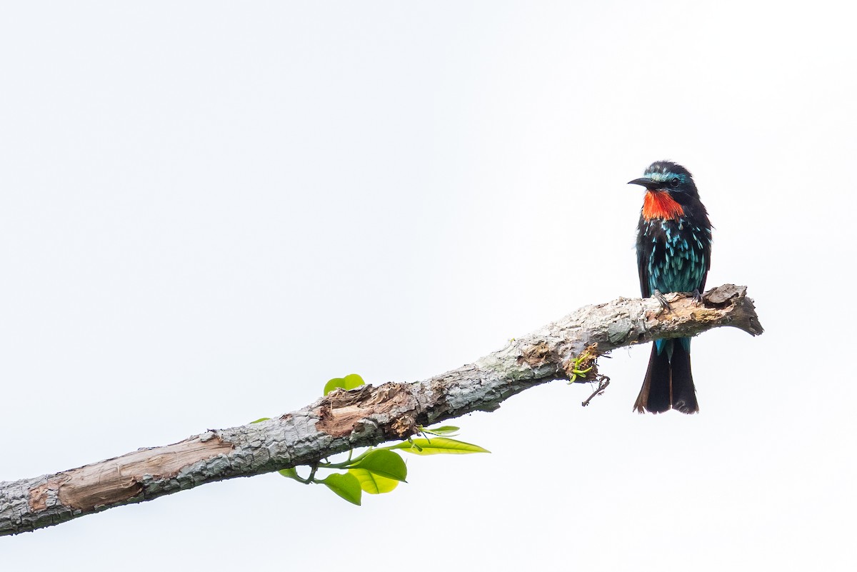 Black Bee-eater - ML640892738