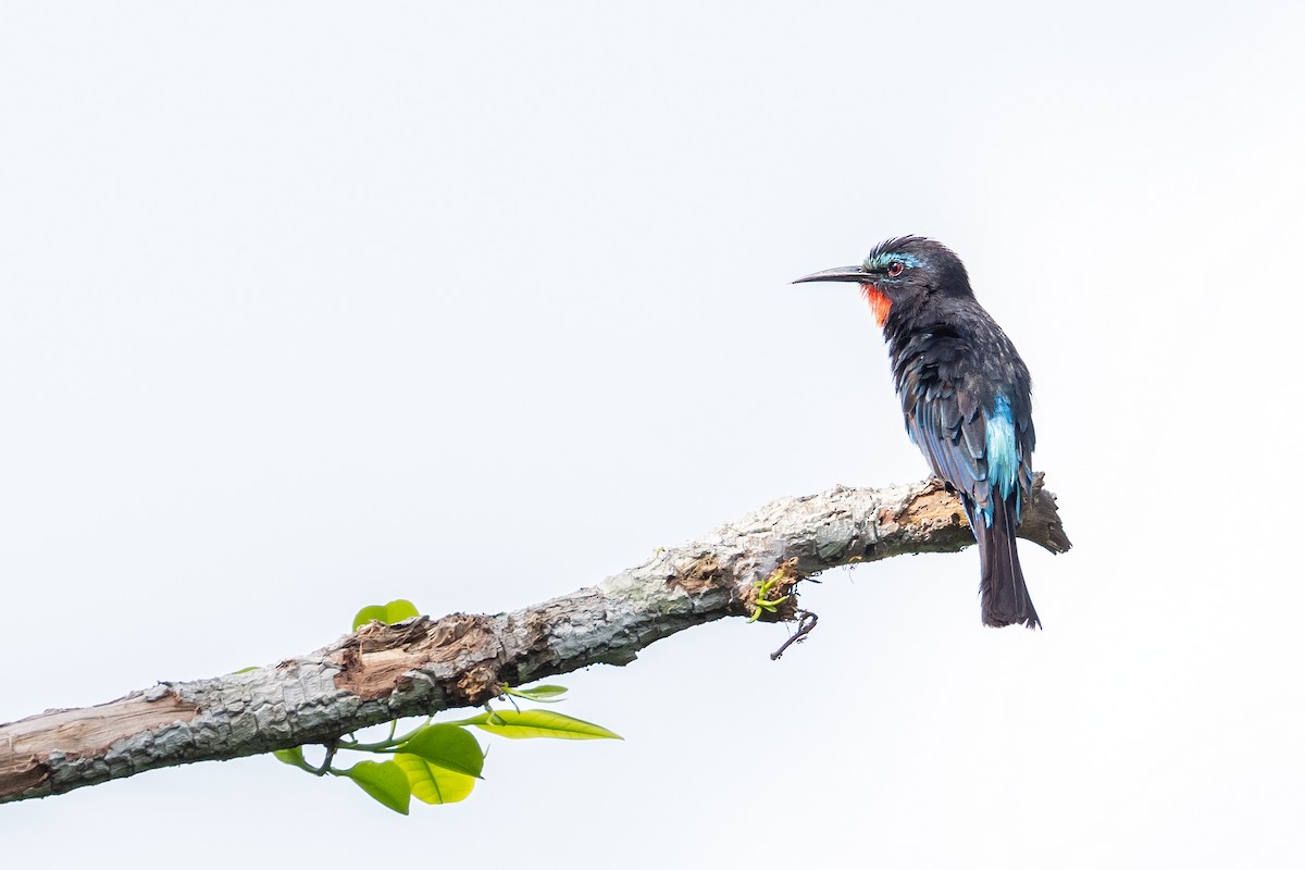Black Bee-eater - ML640892739