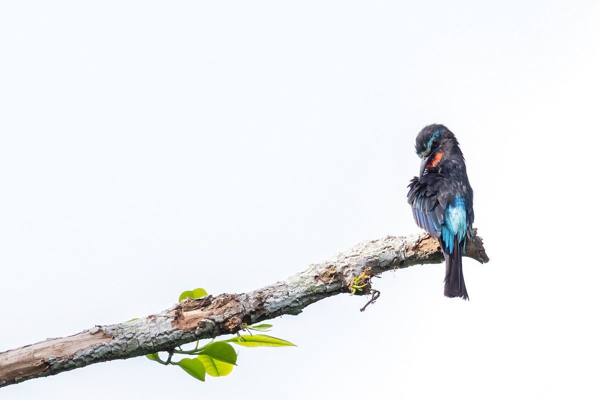 Black Bee-eater - ML640892740