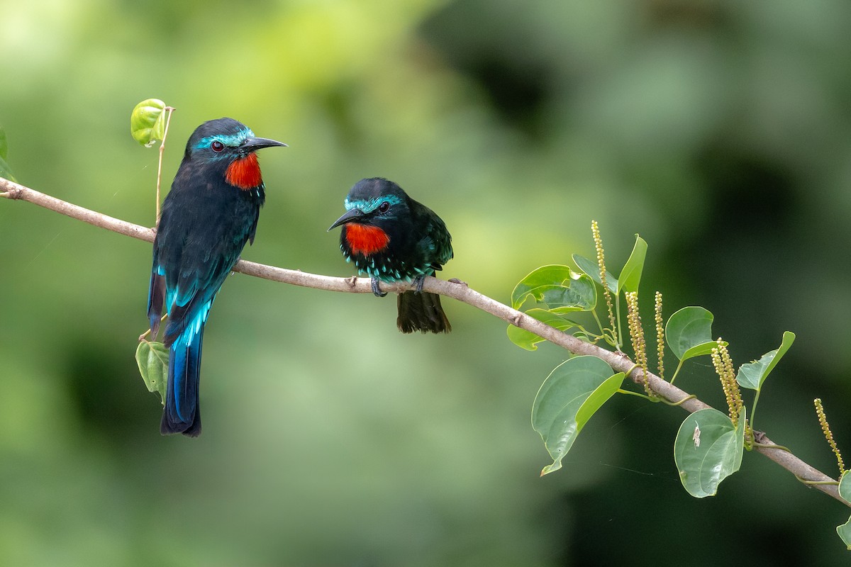 Black Bee-eater - ML640892741