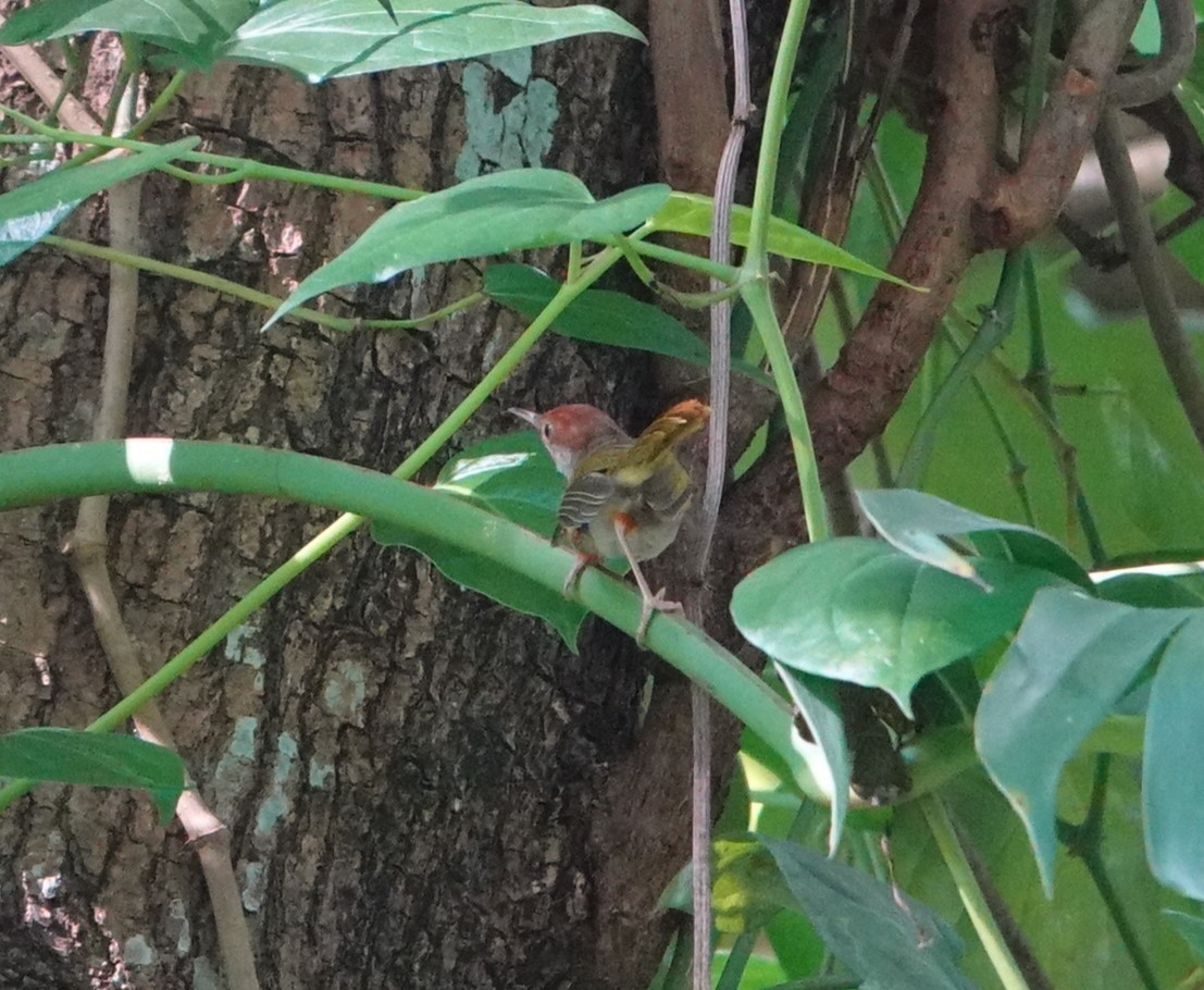 Green-backed Tailorbird - ML640892753