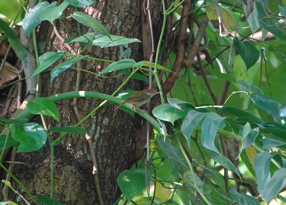 Green-backed Tailorbird - ML640892755