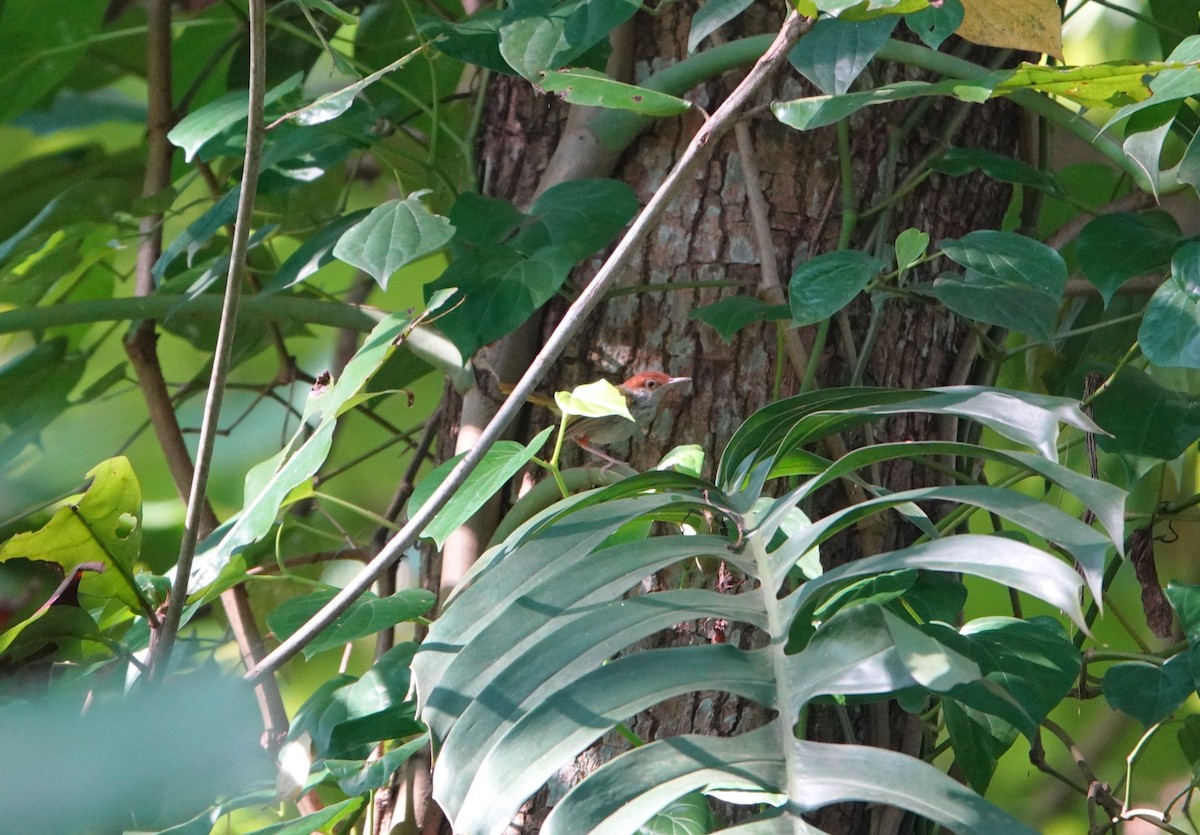 Green-backed Tailorbird - ML640892758