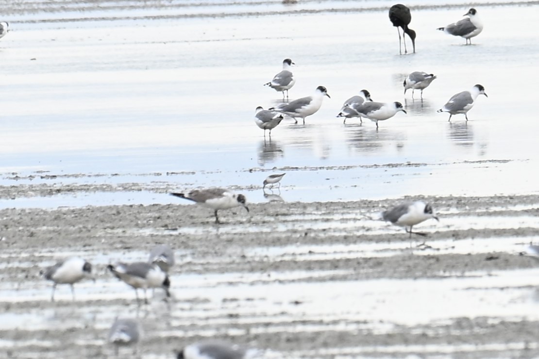 Semipalmated Sandpiper - ML640892763