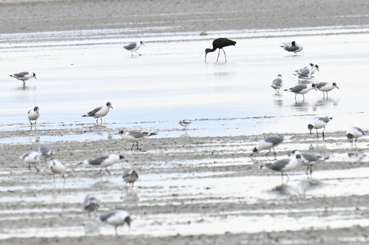 Semipalmated Sandpiper - ML640892764