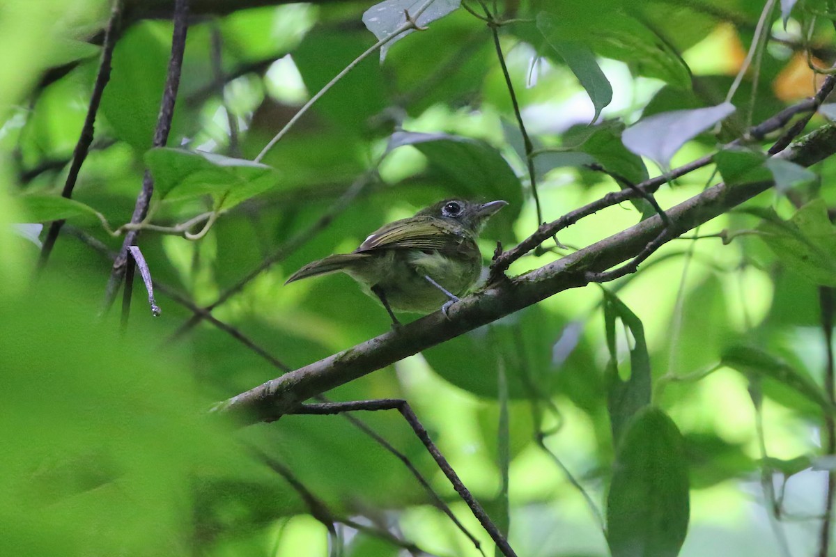 Eye-ringed Flatbill - ML640892785
