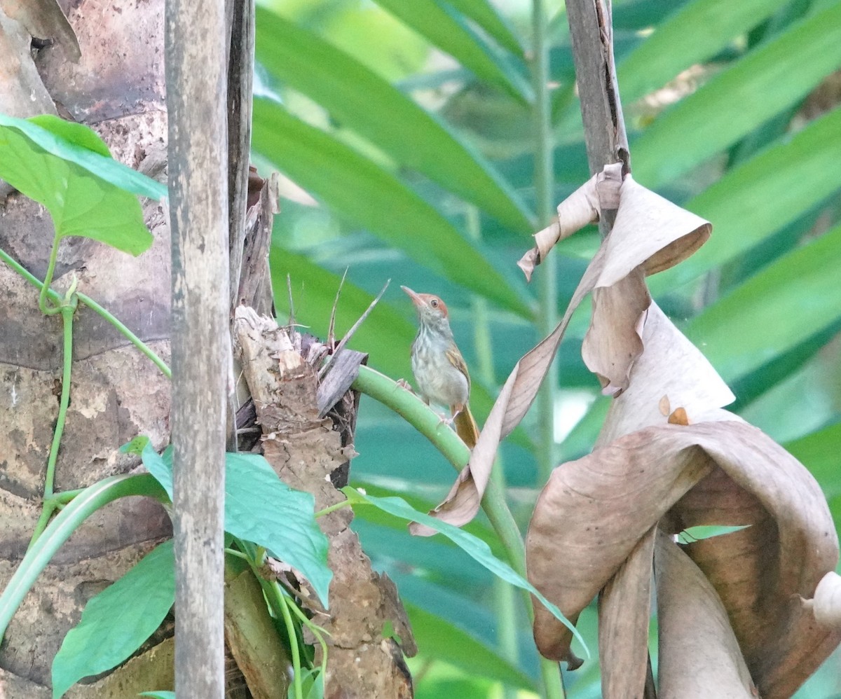 Green-backed Tailorbird - ML640892853