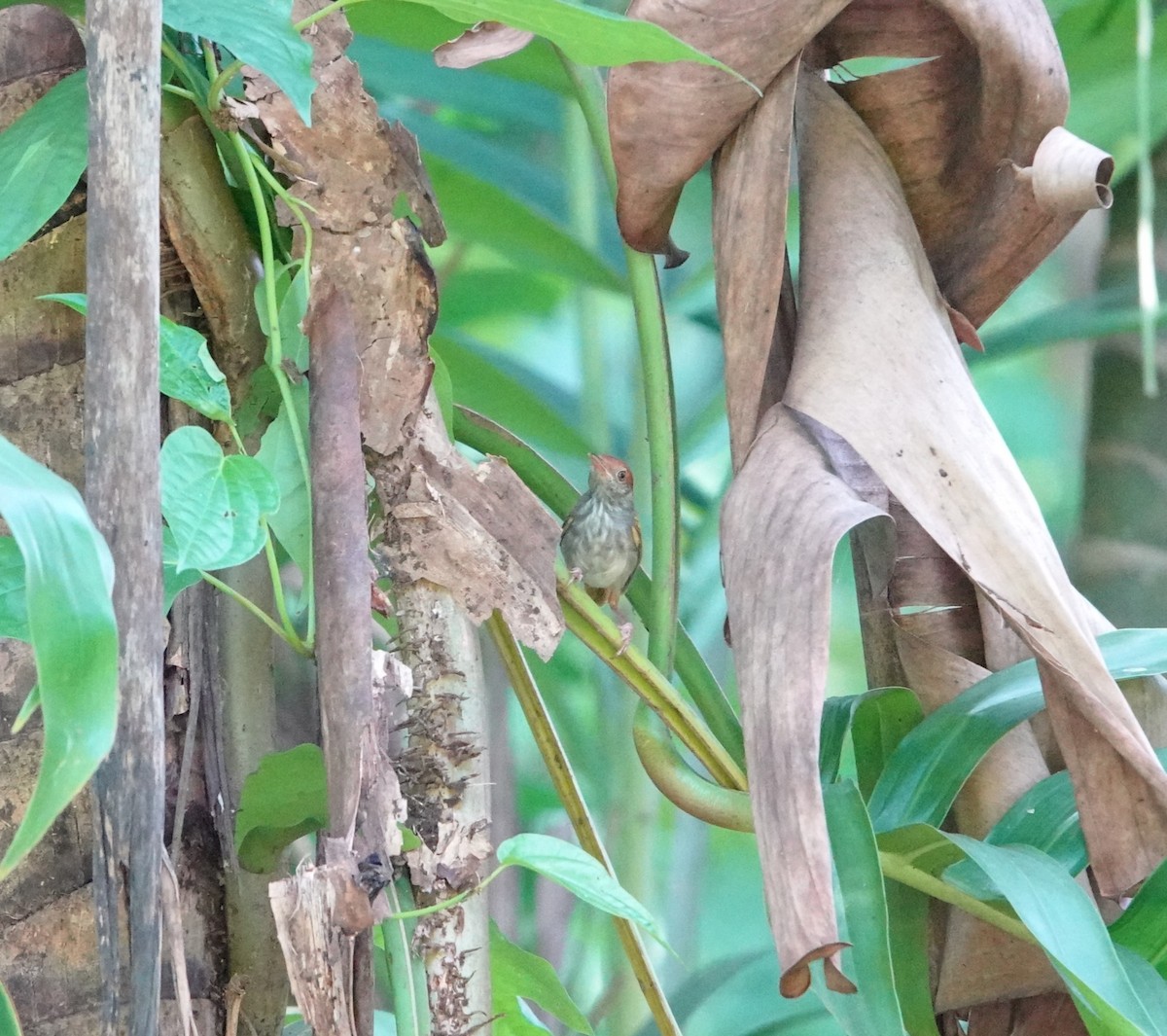 Green-backed Tailorbird - ML640892854