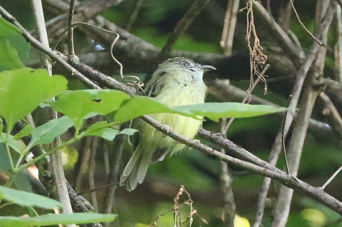Northern Bentbill - ML640892862