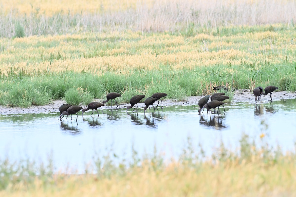 White-faced Ibis - ML640892868