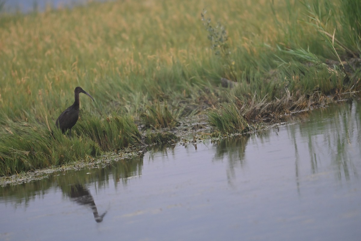 White-faced Ibis - ML640892869