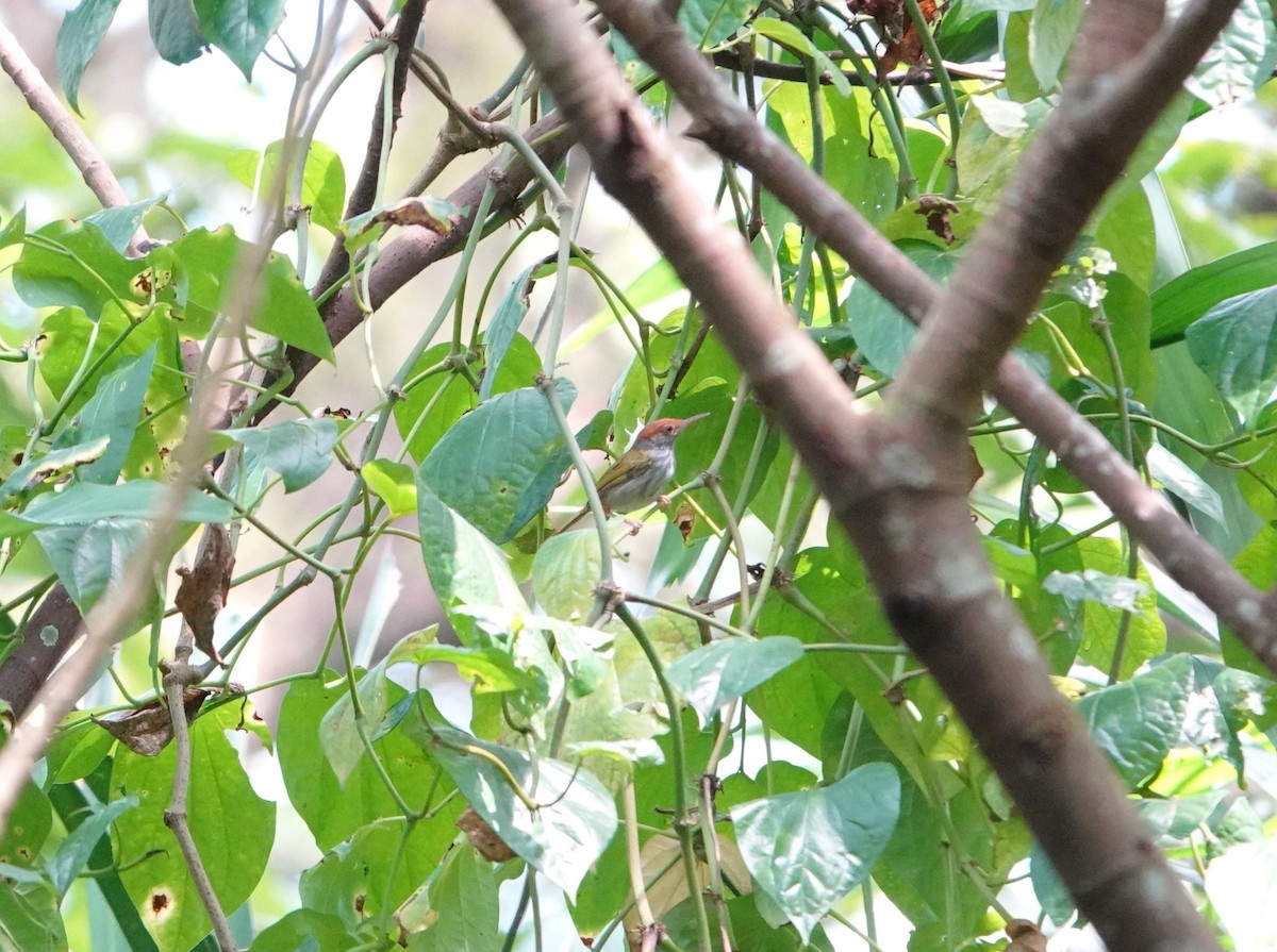 Green-backed Tailorbird - ML640892878