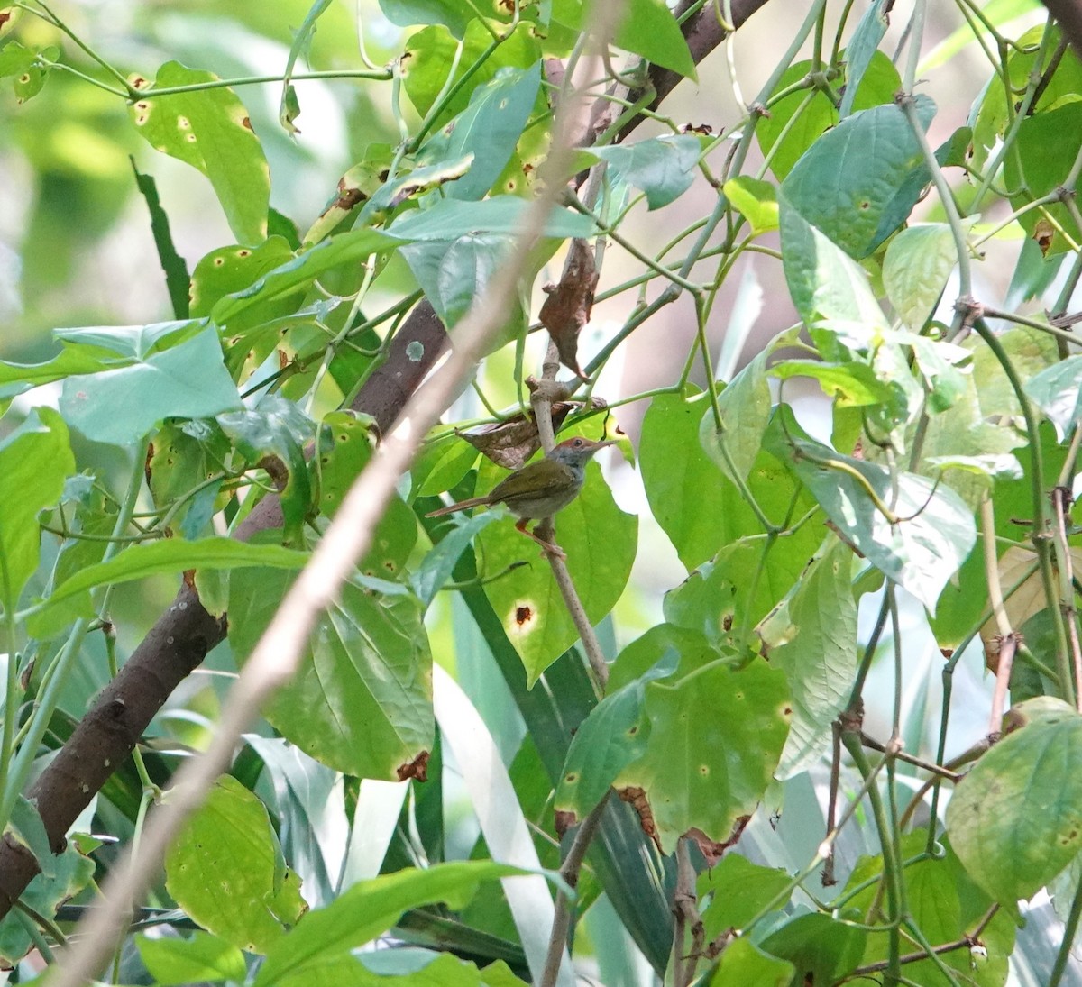 Green-backed Tailorbird - ML640892879