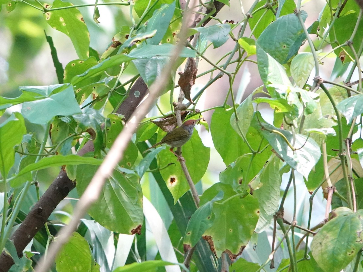 Green-backed Tailorbird - ML640892881