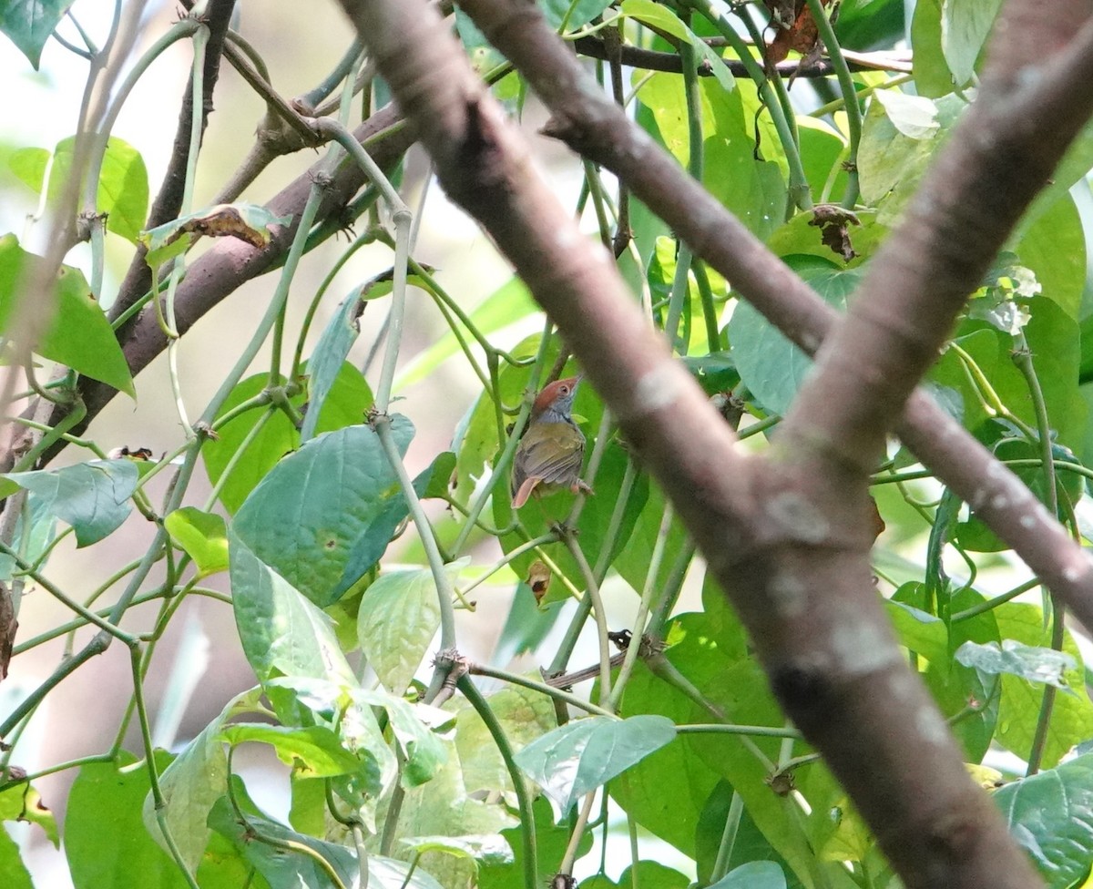 Green-backed Tailorbird - ML640892883