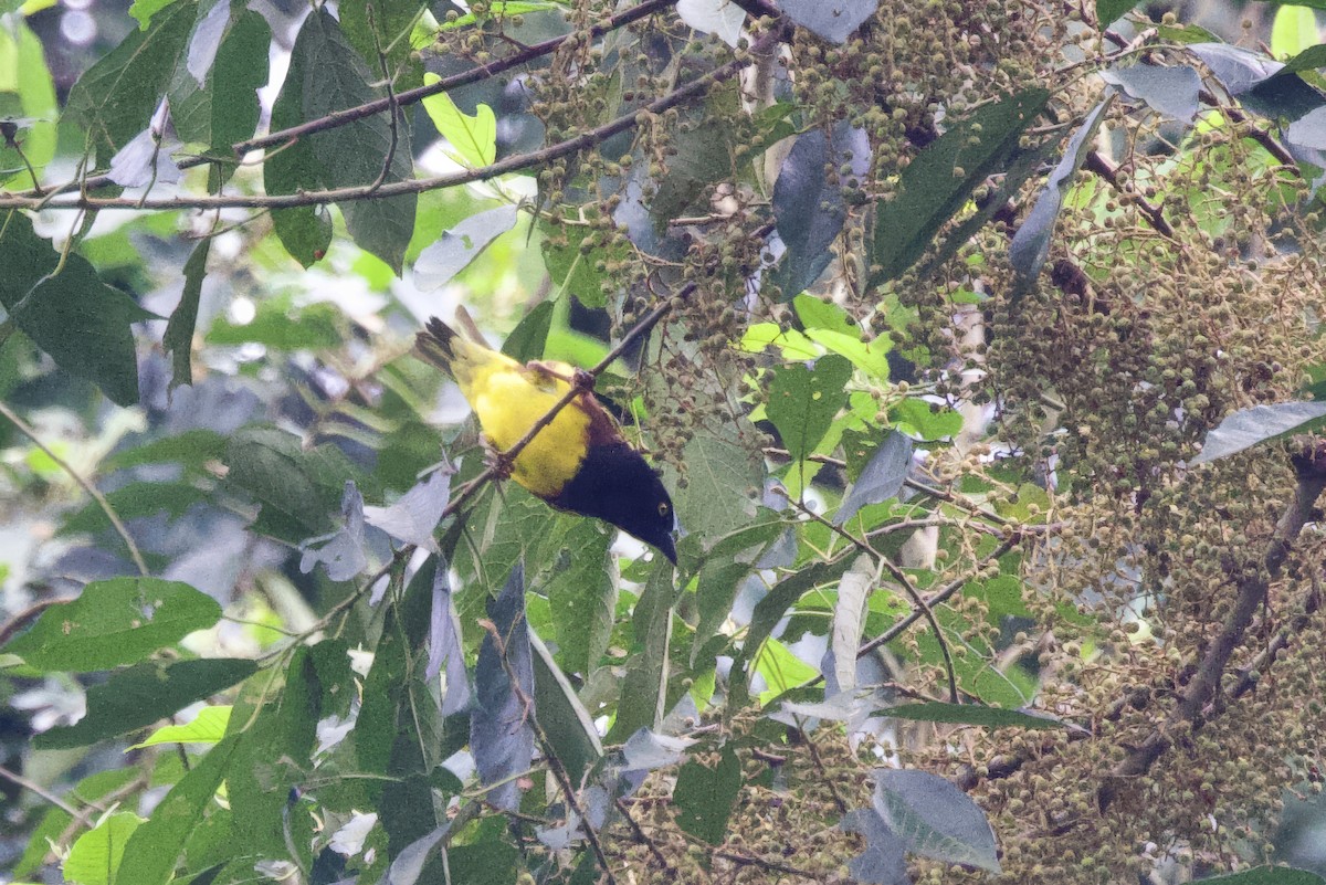 Weyns's Weaver - ML640892884