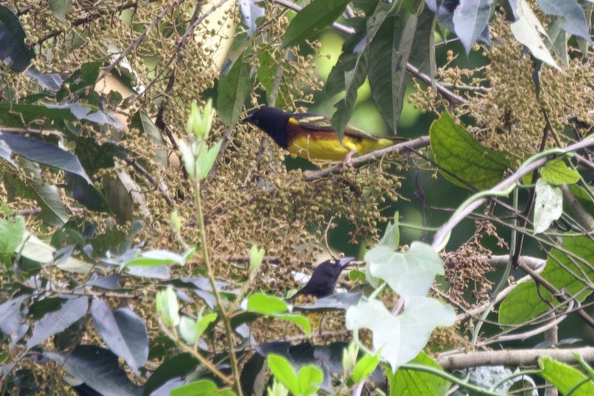 Weyns's Weaver - ML640892887