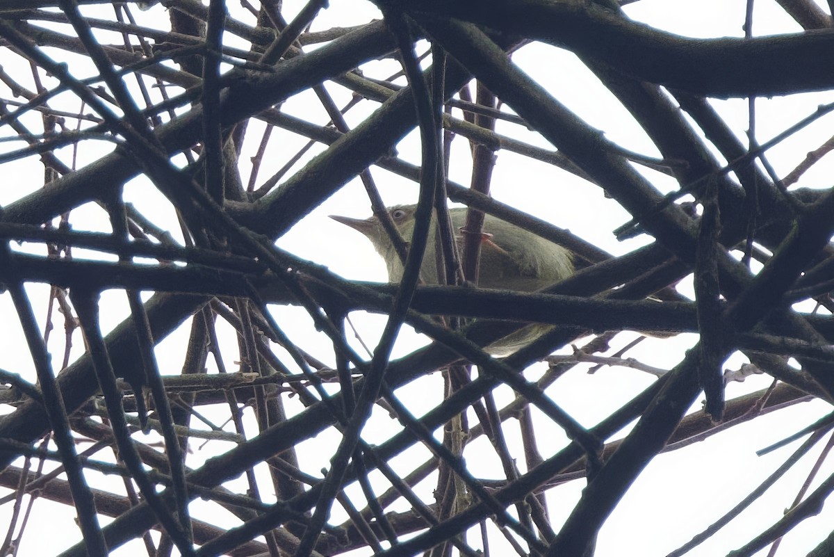 Gray Longbill - ML640892898