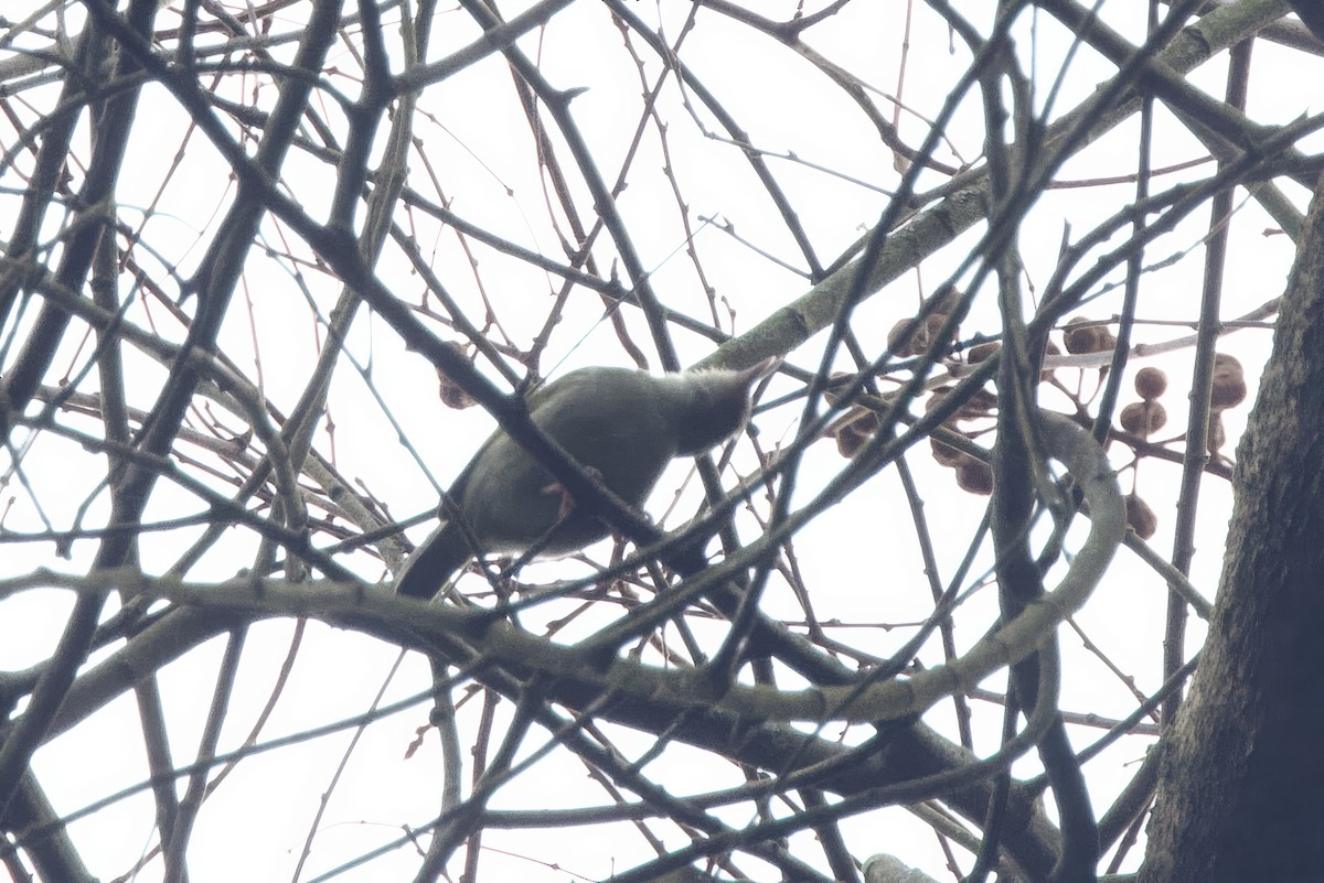 Gray Longbill - ML640892901