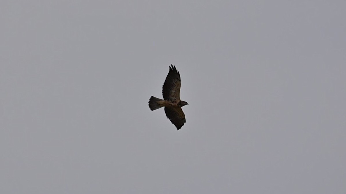 Swainson's Hawk - ML640892928