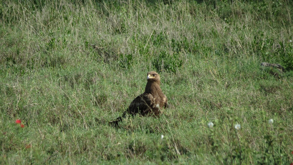 アフリカソウゲンワシ - ML640892995