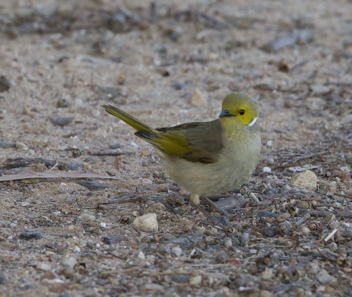 White-plumed Honeyeater - ML640893014