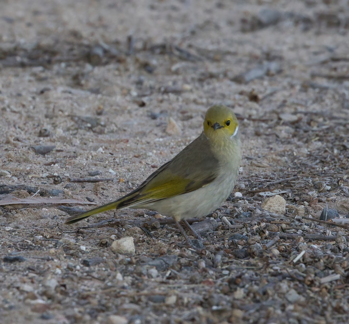 White-plumed Honeyeater - ML640893015