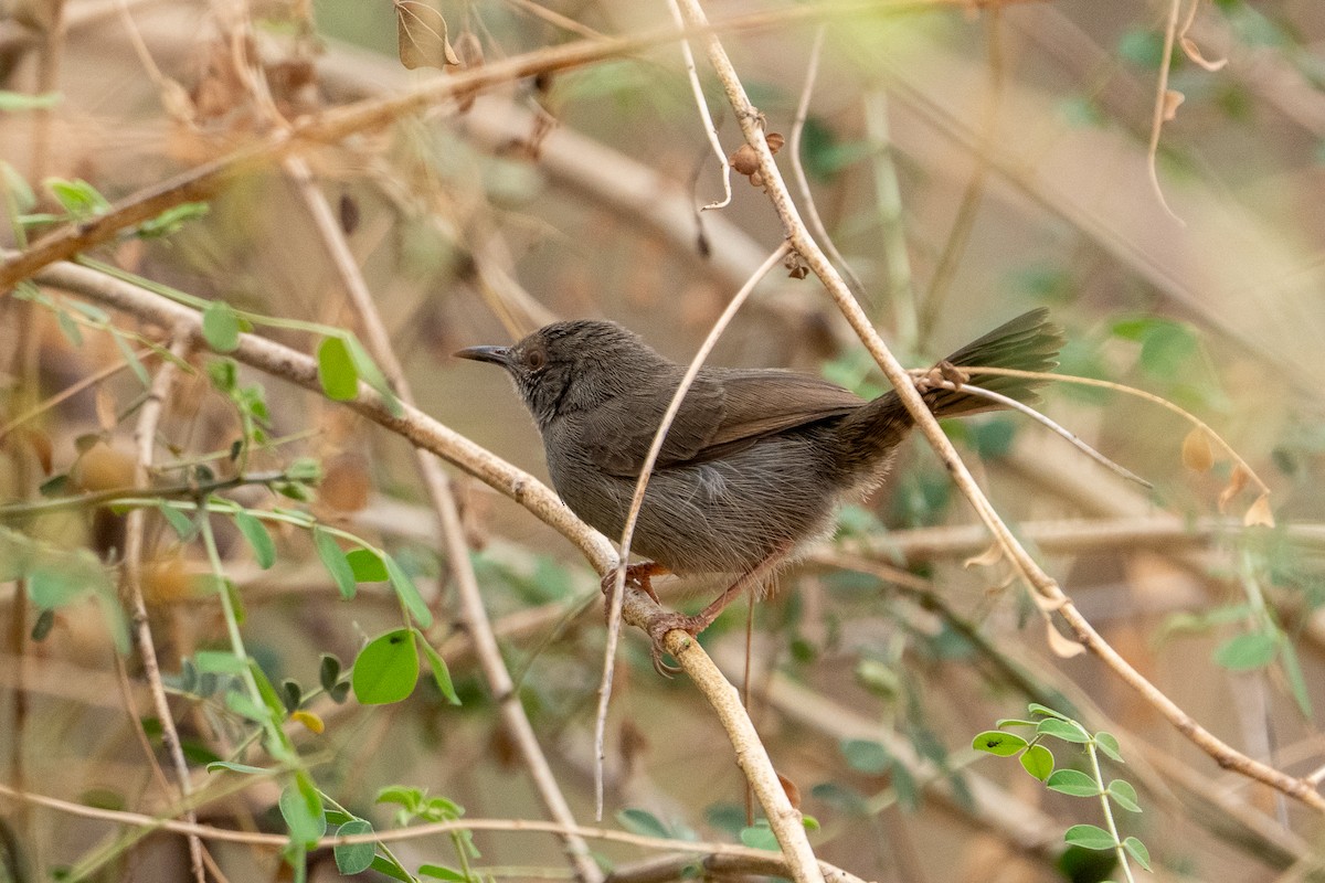 Gray Wren-Warbler - ML640893020