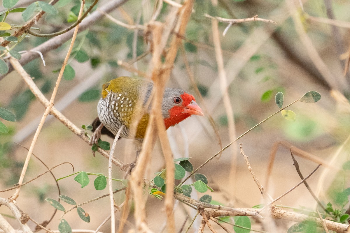 Green-winged Pytilia - ML640893087