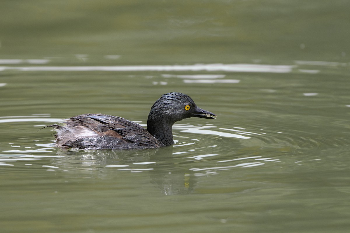 Least Grebe - ML640893102