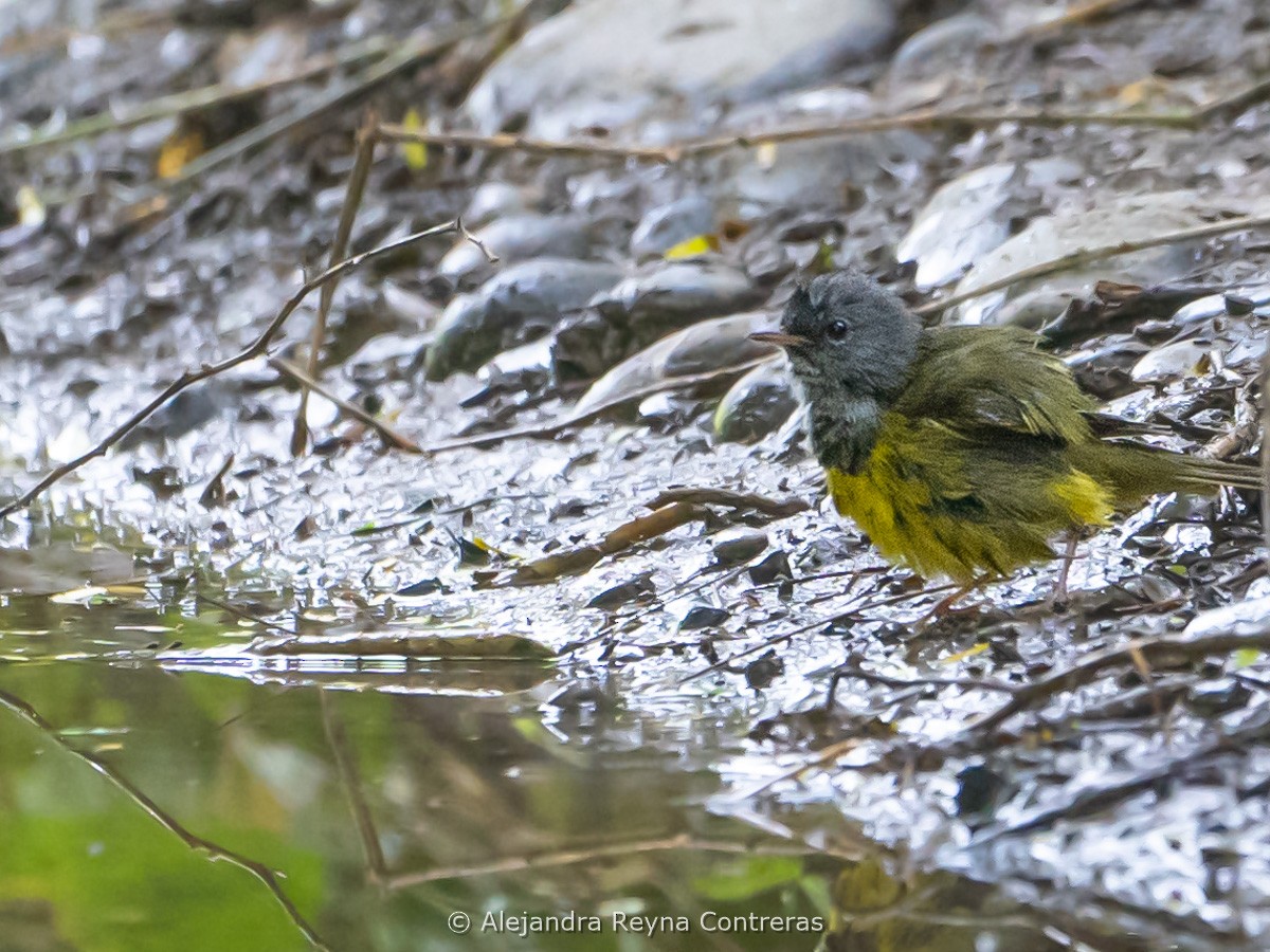 lesňáček šedokápý - ML640893133