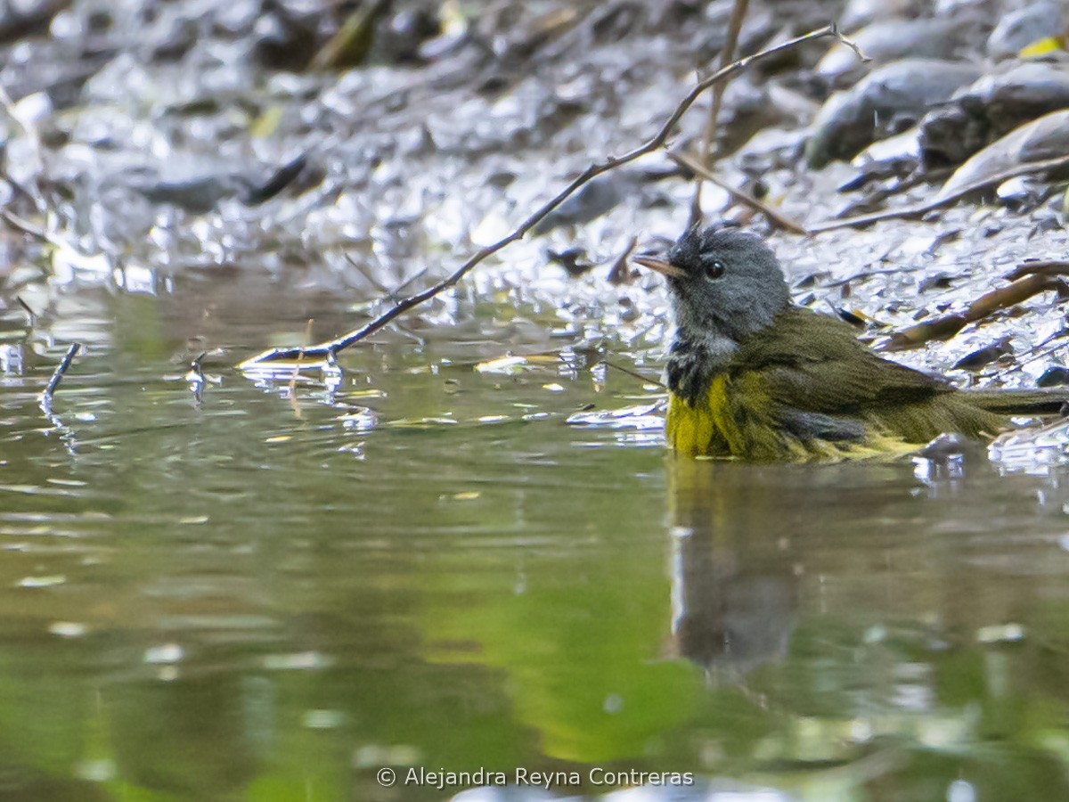 lesňáček šedokápý - ML640893139