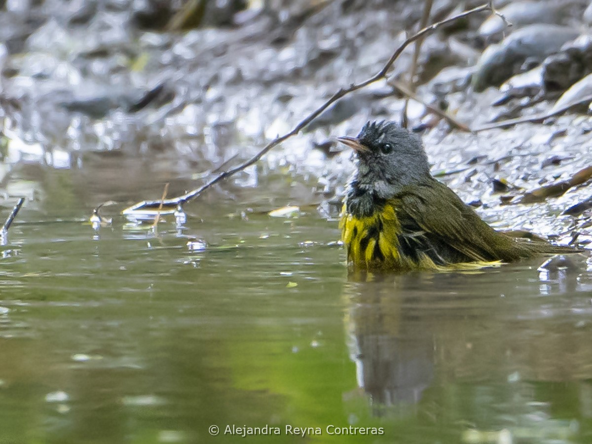 lesňáček šedokápý - ML640893149