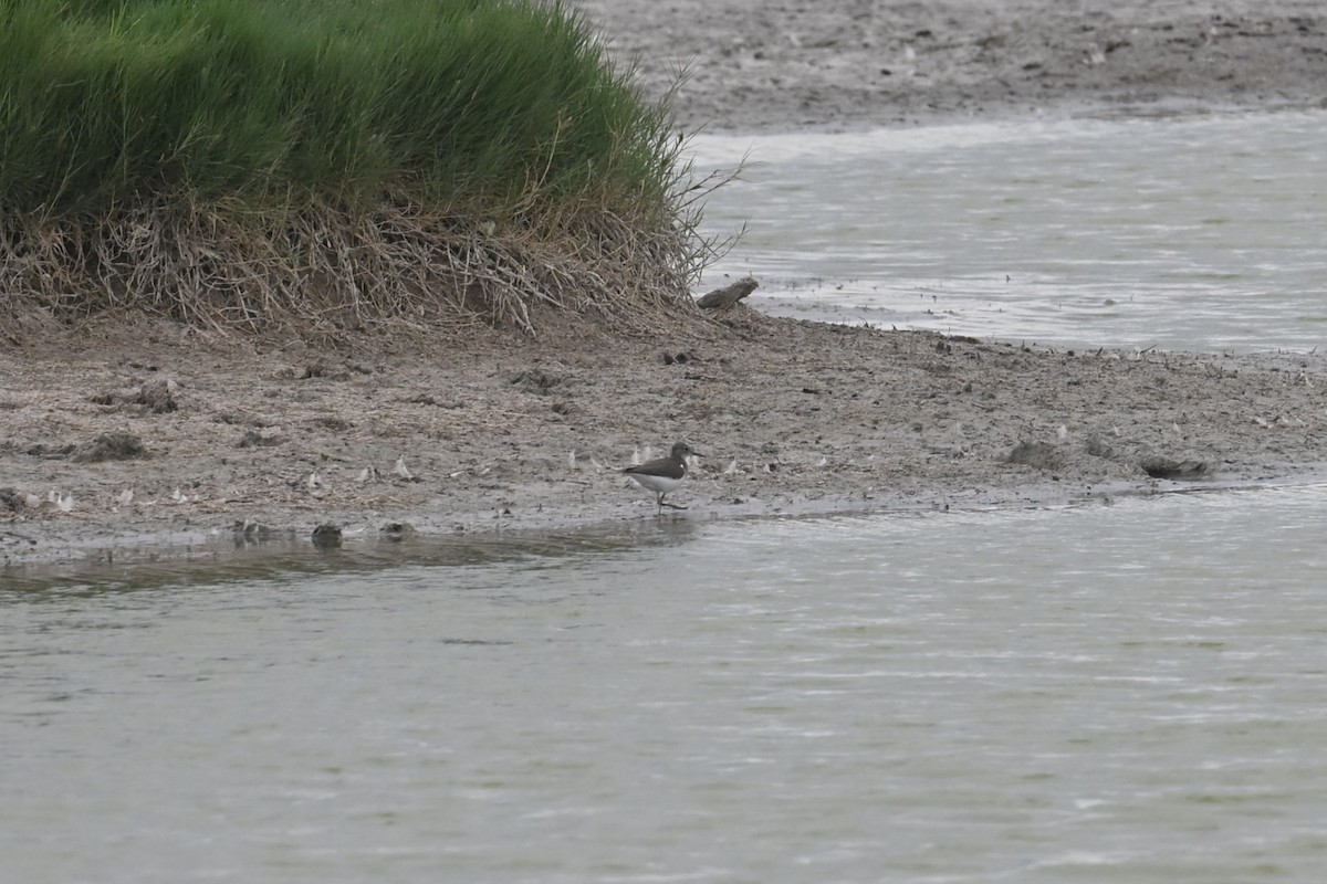 Spotted Sandpiper - ML640893163