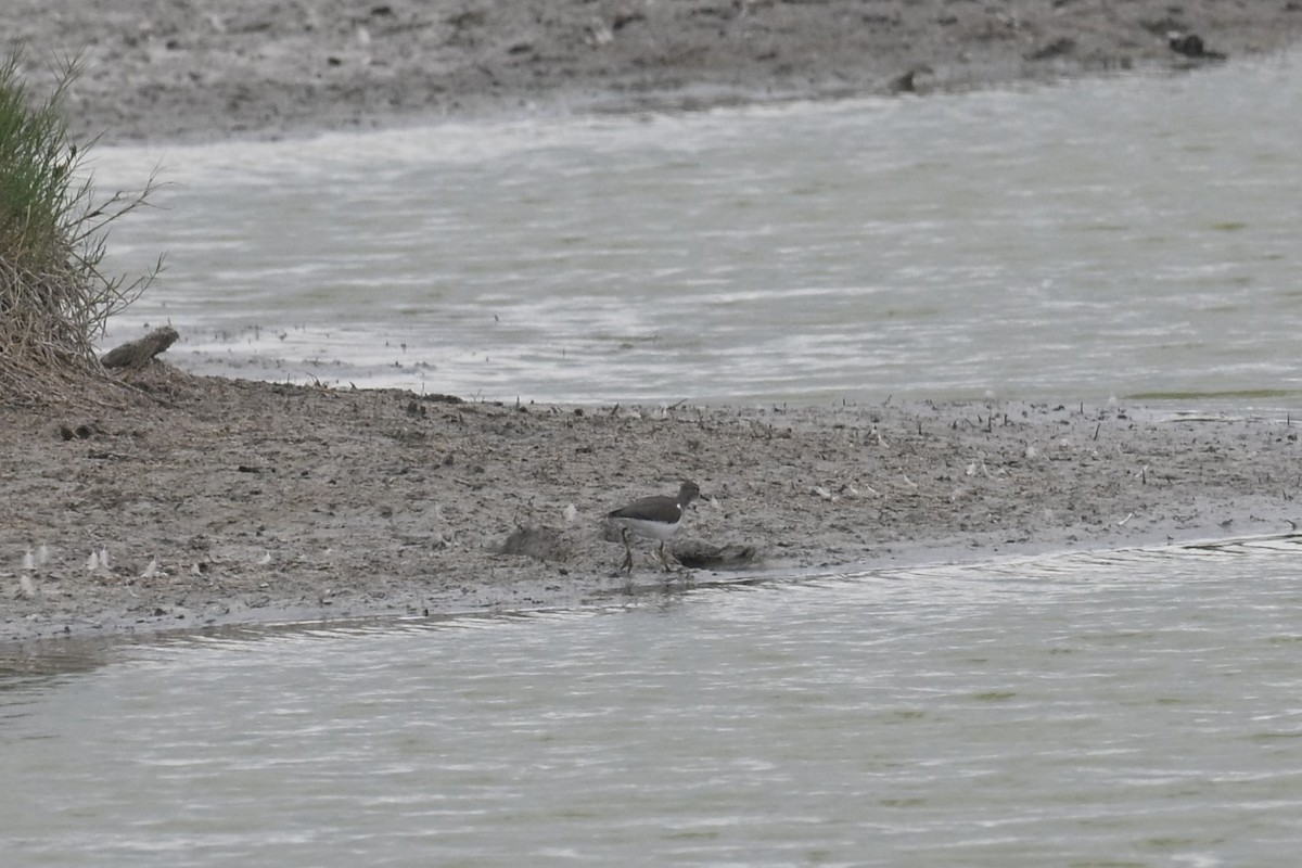 Spotted Sandpiper - ML640893164