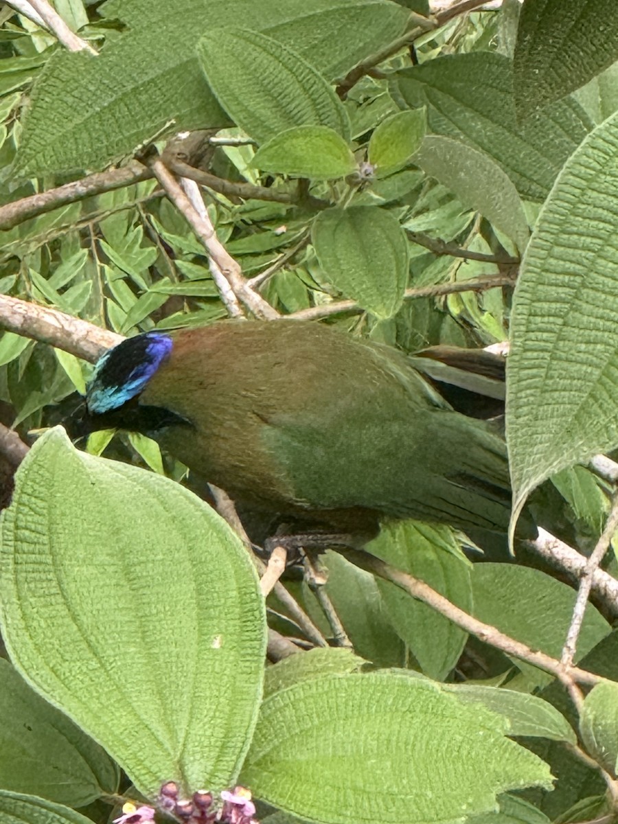 Whooping Motmot - ML640893177