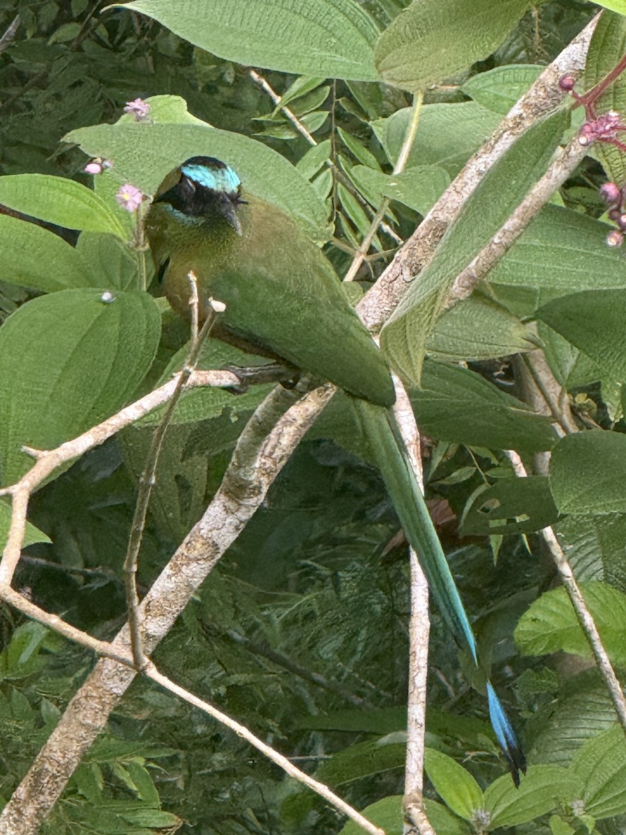 Whooping Motmot - ML640893178