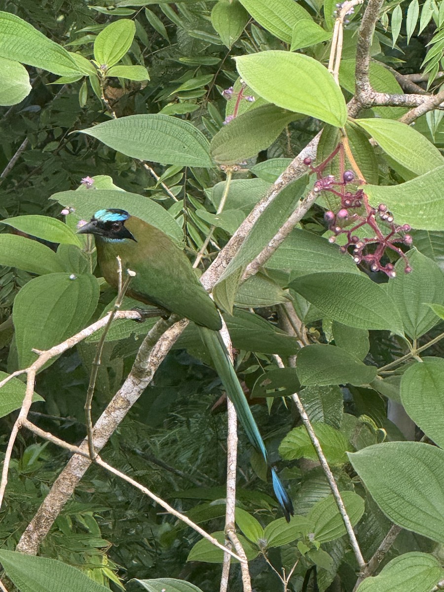 Whooping Motmot - ML640893179