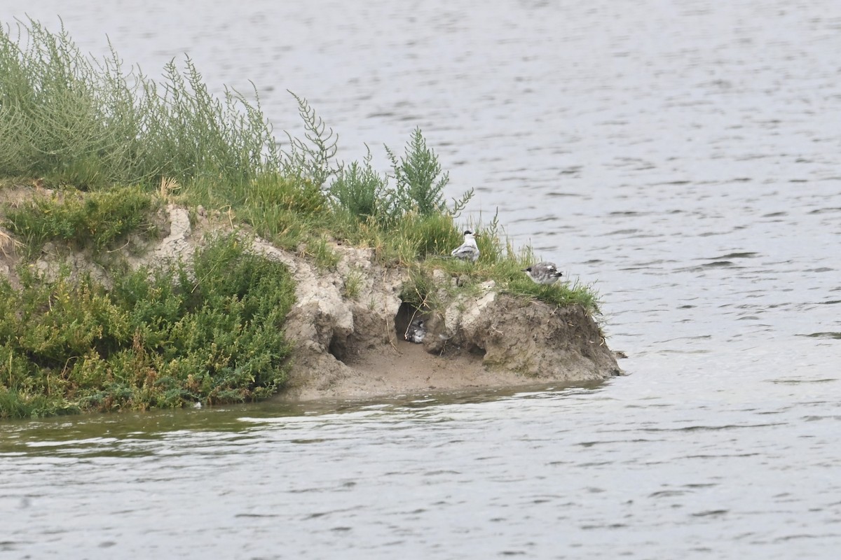 Forster's Tern - ML640893190