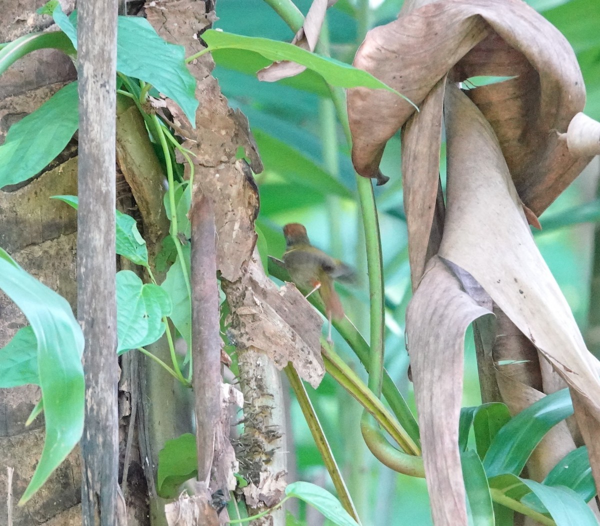 Green-backed Tailorbird - ML640893194