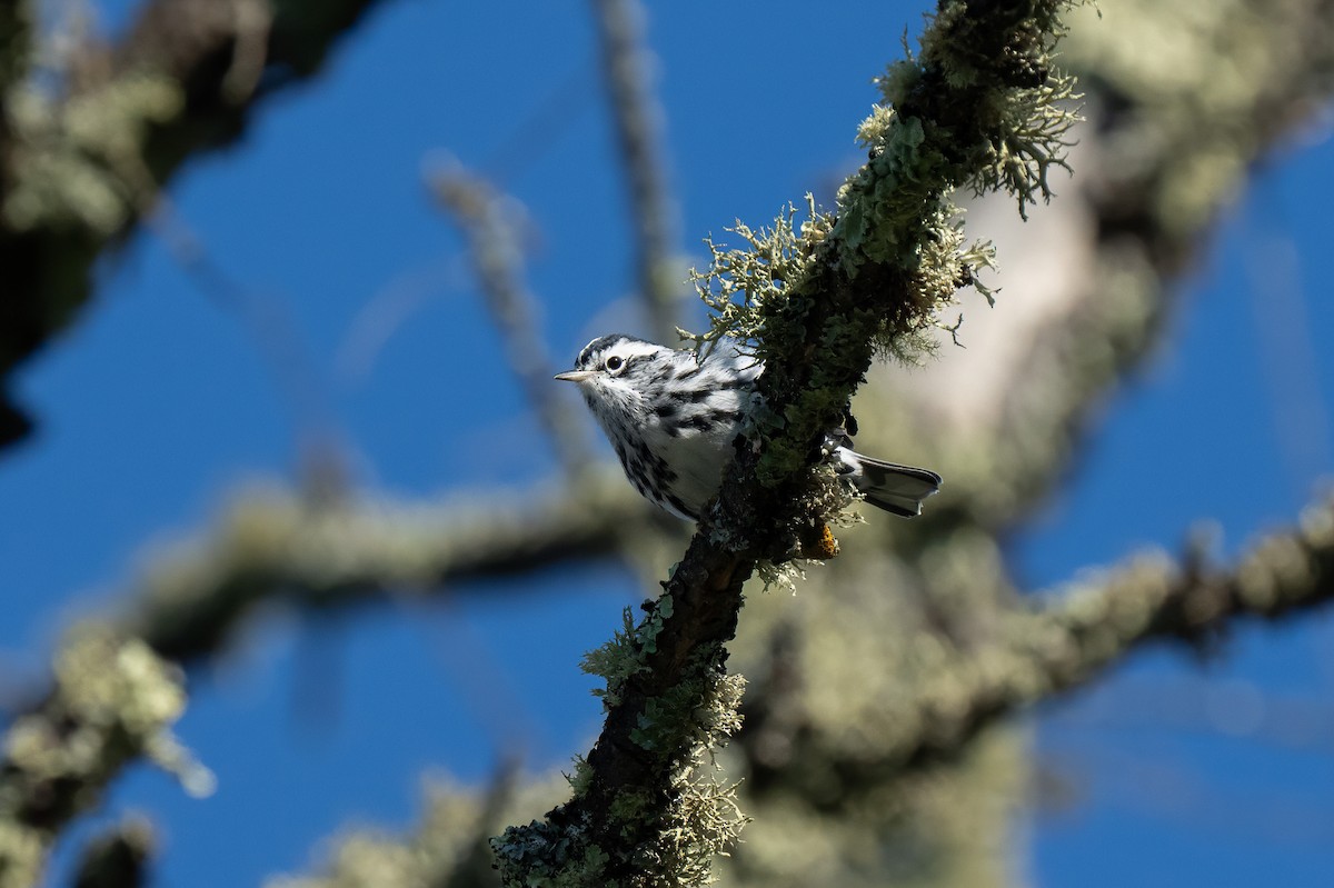 Black-and-white Warbler - ML640893198