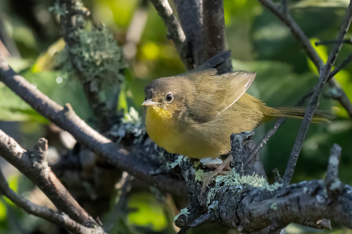 Common Yellowthroat - ML640893202