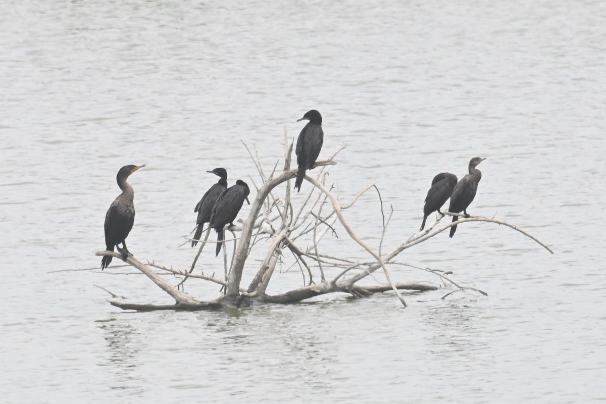 Neotropic Cormorant - ML640893207