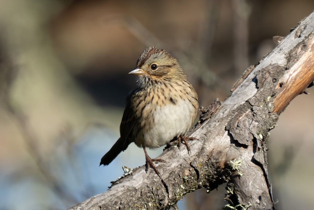 Lincoln's Sparrow - ML640893208