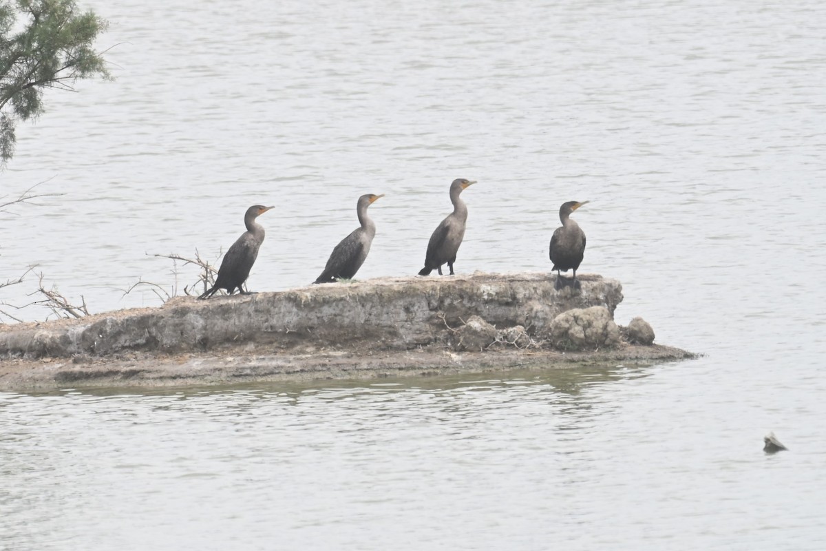Double-crested Cormorant - ML640893213