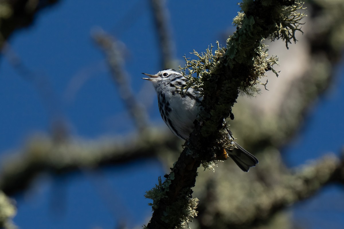 Black-and-white Warbler - ML640893220