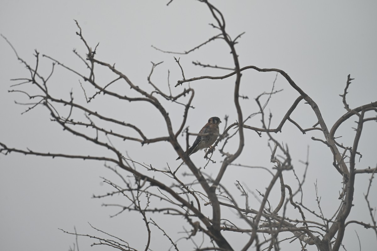 American Kestrel - ML640893229